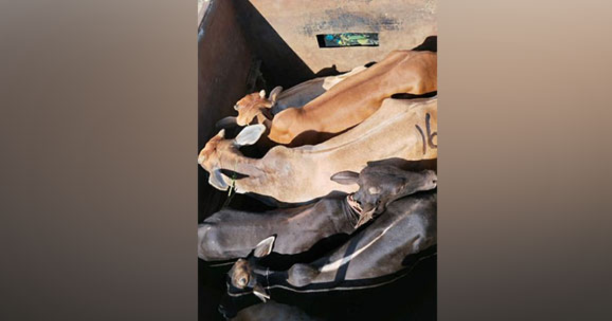BSF Meghalaya along with Meghalaya police rescue 33 Cattles meant for smuggling